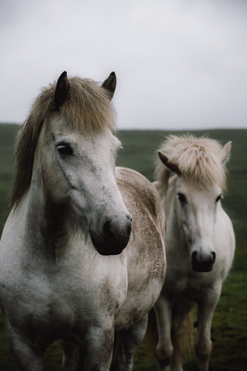 Icelandic horses in the Iceland scenery
