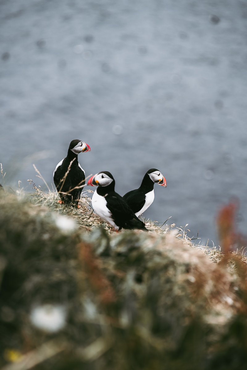 Puffin Photography in Iceland