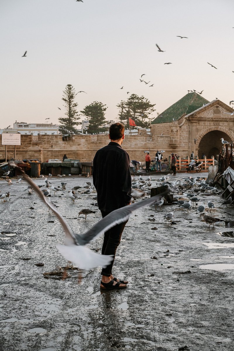 A man walks amongst seagulls in Essaouira
