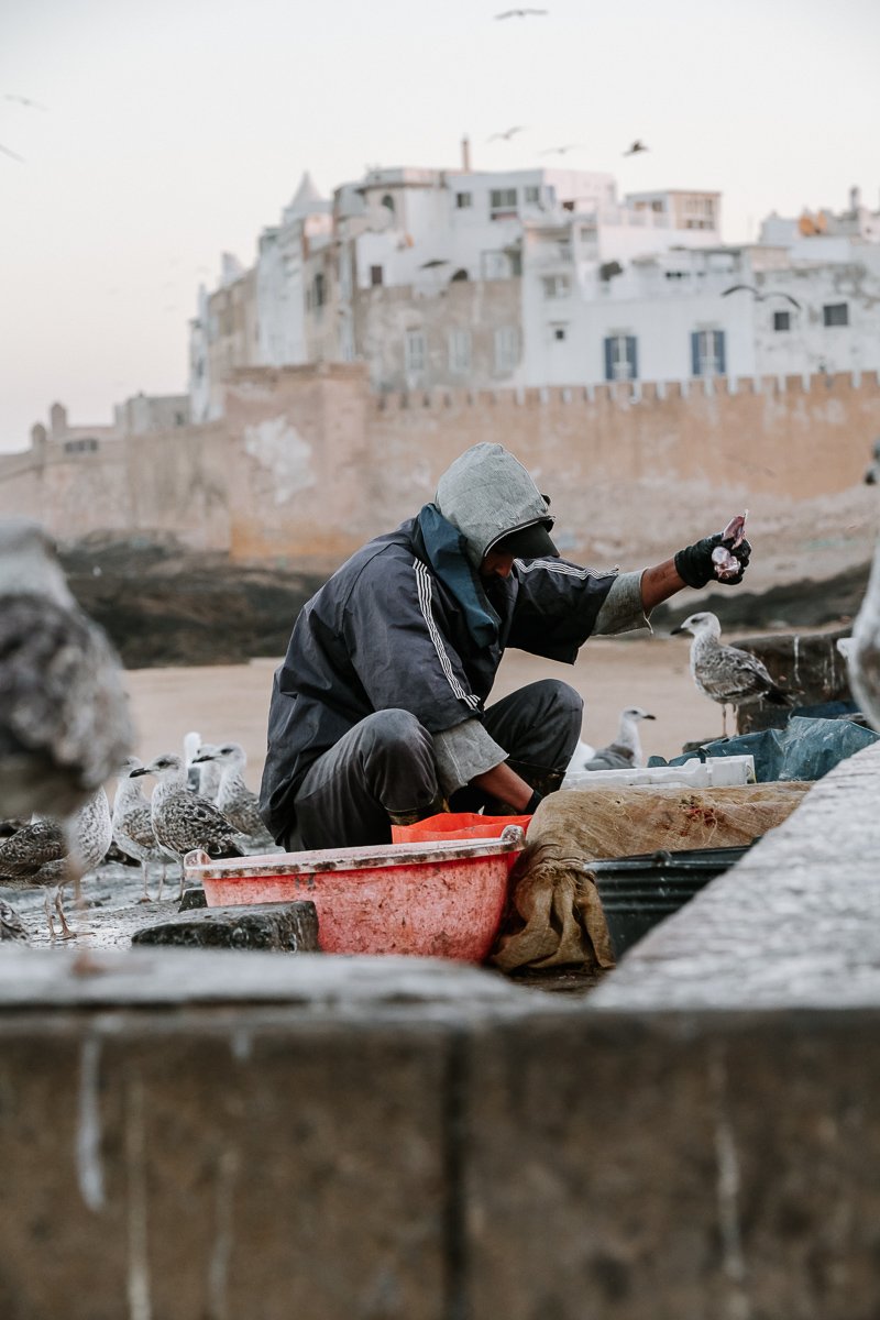 A man prepares fish amongst seagulls with the Essaouira Medina in the background