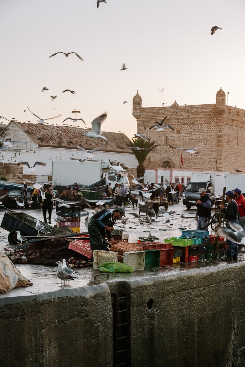 A man at the fish market and fish port in Essaouira Morocco which is one of the places to visit in Essaouira