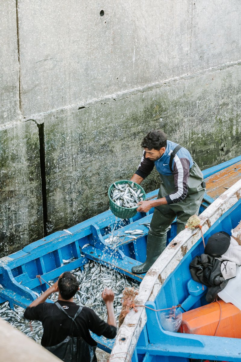 Fishermen throwing fish in the fishing port of Essaouira
