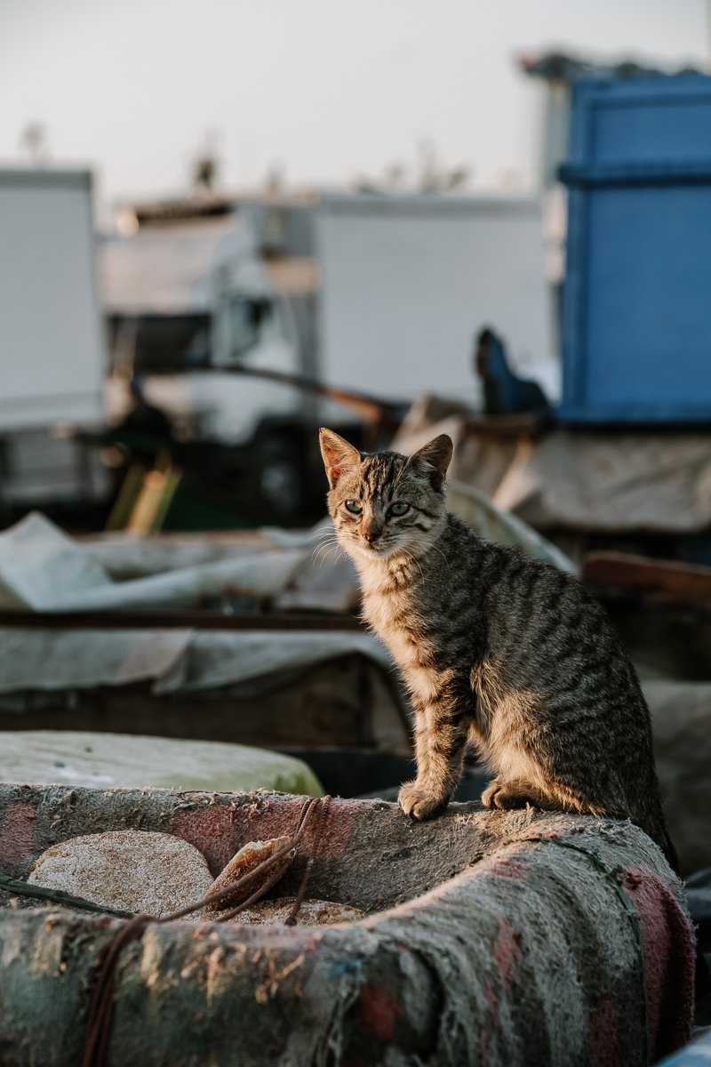 A cat at the fish market one of the places to visit in essaouira